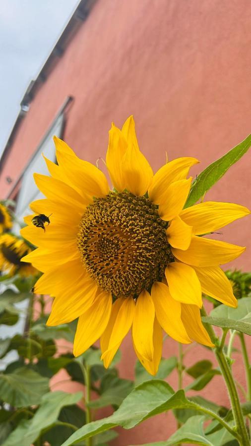Agriturismo Su Barraccu Loceri Dış mekan fotoğraf