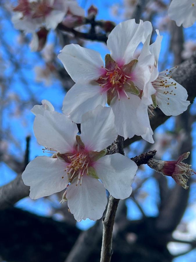 Agriturismo Su Barraccu Loceri Dış mekan fotoğraf